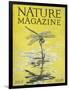 Nature Magazine - View of a Dragonfly over a Pond, c.1926-Lantern Press-Framed Art Print