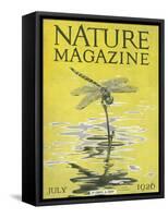 Nature Magazine - View of a Dragonfly over a Pond, c.1926-Lantern Press-Framed Stretched Canvas