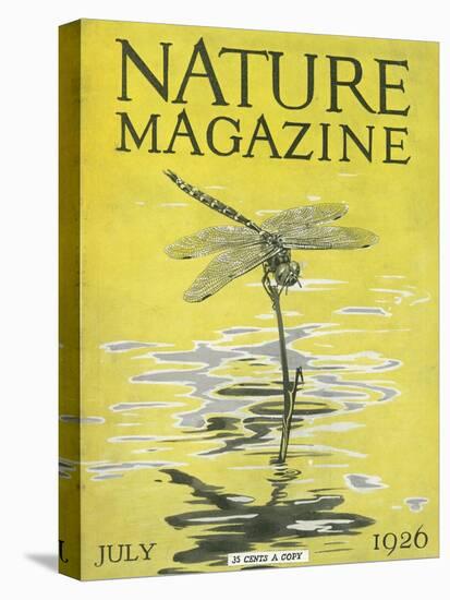 Nature Magazine - View of a Dragonfly over a Pond, c.1926-Lantern Press-Stretched Canvas