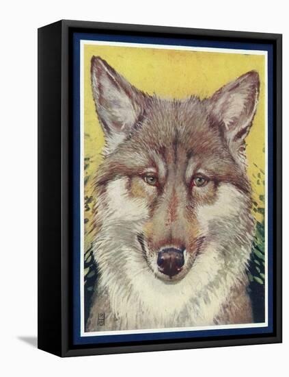 Nature Magazine - View of a Gray Wolf, c.1931-Lantern Press-Framed Stretched Canvas