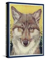 Nature Magazine - View of a Gray Wolf, c.1931-Lantern Press-Stretched Canvas