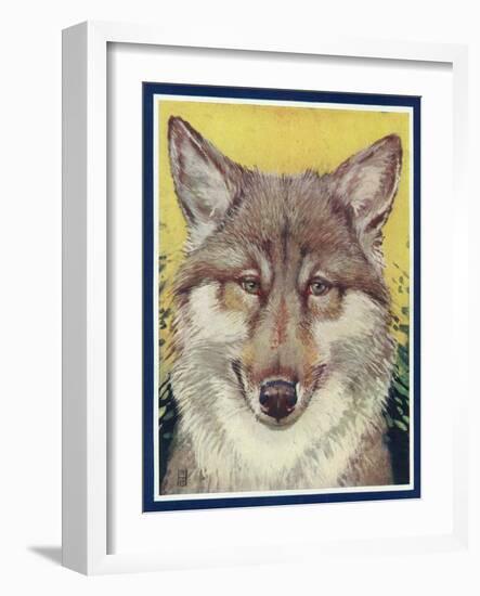 Nature Magazine - View of a Gray Wolf, c.1931-Lantern Press-Framed Art Print