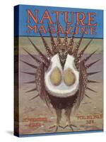 Nature Magazine - View of a Greater Sage-Grouse Bird All Puffed Up, c.1932-Lantern Press-Stretched Canvas