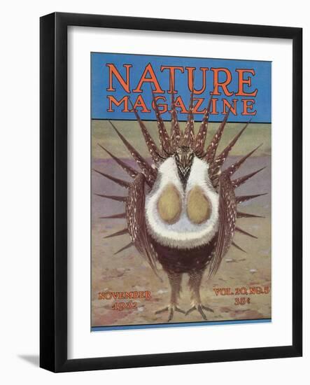 Nature Magazine - View of a Greater Sage-Grouse Bird All Puffed Up, c.1932-Lantern Press-Framed Art Print