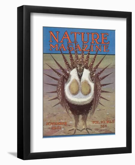 Nature Magazine - View of a Greater Sage-Grouse Bird All Puffed Up, c.1932-Lantern Press-Framed Art Print