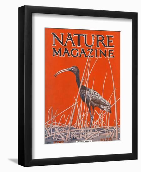 Nature Magazine - View of a Ibis in a Marsh, c.1926-Lantern Press-Framed Art Print