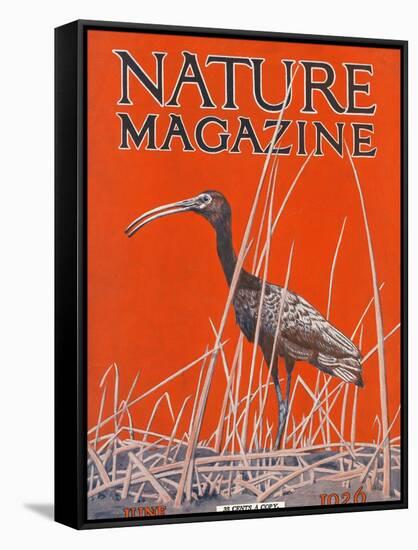 Nature Magazine - View of a Ibis in a Marsh, c.1926-Lantern Press-Framed Stretched Canvas