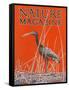 Nature Magazine - View of a Ibis in a Marsh, c.1926-Lantern Press-Framed Stretched Canvas