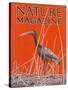 Nature Magazine - View of a Ibis in a Marsh, c.1926-Lantern Press-Stretched Canvas