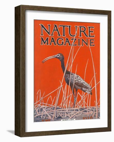 Nature Magazine - View of a Ibis in a Marsh, c.1926-Lantern Press-Framed Art Print