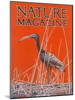 Nature Magazine - View of a Ibis in a Marsh, c.1926-Lantern Press-Mounted Art Print