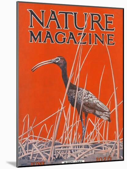 Nature Magazine - View of a Ibis in a Marsh, c.1926-Lantern Press-Mounted Art Print