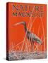 Nature Magazine - View of a Ibis in a Marsh, c.1926-Lantern Press-Stretched Canvas