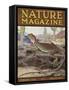 Nature Magazine - View of a Mojave Collared Lizard, c.1934-Lantern Press-Framed Stretched Canvas