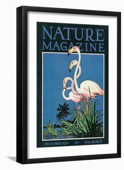 Nature Magazine - View of a Pair of Flamingos, c.1931-Lantern Press-Framed Art Print