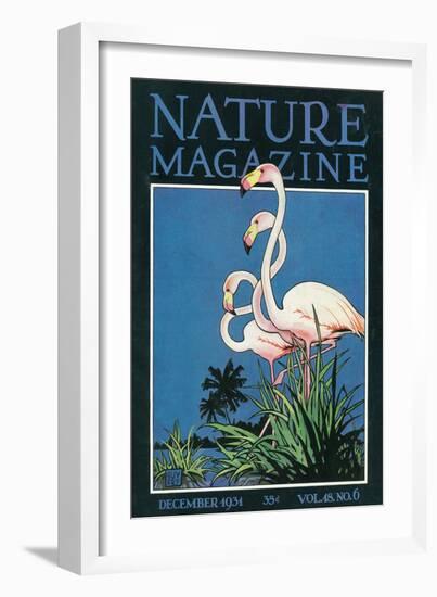 Nature Magazine - View of a Pair of Flamingos, c.1931-Lantern Press-Framed Art Print