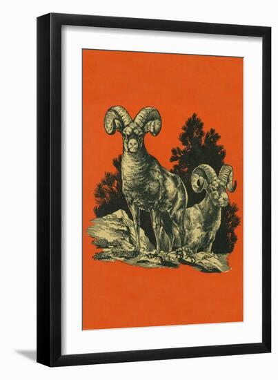 Nature Magazine - View of Long Horned Sheep, c.1948-Lantern Press-Framed Art Print