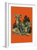 Nature Magazine - View of Long Horned Sheep, c.1948-Lantern Press-Framed Art Print