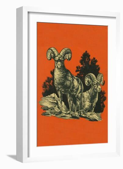 Nature Magazine - View of Long Horned Sheep, c.1948-Lantern Press-Framed Art Print