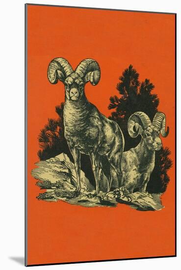 Nature Magazine - View of Long Horned Sheep, c.1948-Lantern Press-Mounted Art Print