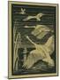 Nature Magazine - View of Swans Taking Flight, c.1938-Lantern Press-Mounted Art Print