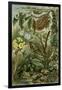 Nature Nineteenth Century Flower Leaves Tree Beetle-null-Framed Giclee Print
