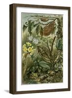 Nature Nineteenth Century Flower Leaves Tree Beetle-null-Framed Giclee Print