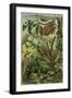 Nature Nineteenth Century Flower Leaves Tree Beetle-null-Framed Giclee Print