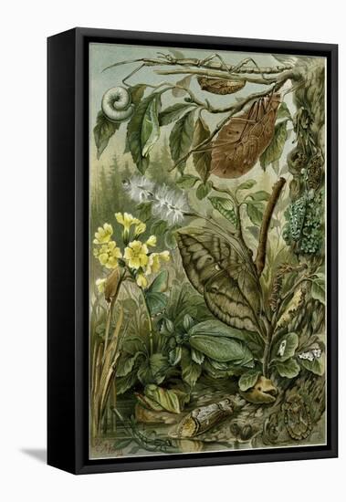 Nature Nineteenth Century Flower Leaves Tree Beetle-null-Framed Stretched Canvas