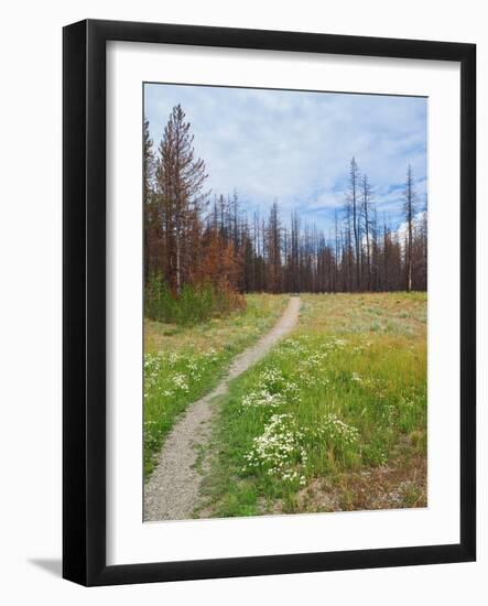 Nature Path-Gail Peck-Framed Art Print