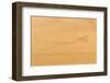 Nature Pattern Detail of Ash Wood Background-wuttichok-Framed Photographic Print