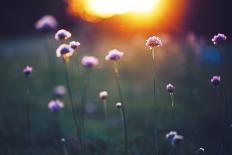 Many Beautiful Meadow Wild Flowers in Field on Sunset Background. Sunny Outdoor Bright Evening Colo-nature photos-Framed Stretched Canvas