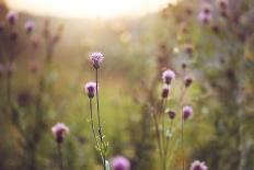 Many Beautiful Meadow Wild Flowers in Field on Sunset Background. Sunny Outdoor Bright Evening Colo-nature photos-Stretched Canvas