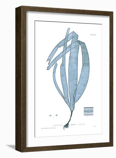 Nature Print in Aqua II-Vision Studio-Framed Art Print