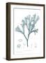 Nature Print in Aqua IV-Vision Studio-Framed Art Print