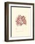 Nature Print in Coral II-null-Framed Art Print