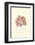 Nature Print in Coral II-null-Framed Art Print