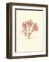 Nature Print in Coral IV-null-Framed Art Print