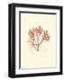 Nature Print in Coral IV-null-Framed Art Print