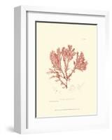 Nature Print in Coral IV-null-Framed Art Print