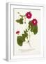 White Frame
