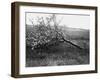 Nature Recovers 1917-Robert Hunt-Framed Photographic Print