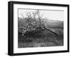 Nature Recovers 1917-Robert Hunt-Framed Photographic Print