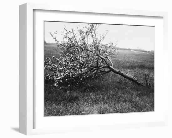 Nature Recovers 1917-Robert Hunt-Framed Photographic Print