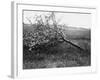 Nature Recovers 1917-Robert Hunt-Framed Photographic Print