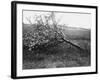 Nature Recovers 1917-Robert Hunt-Framed Photographic Print