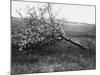 Nature Recovers 1917-Robert Hunt-Mounted Photographic Print