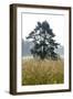 Nature Reserve Wollmatinger of Reeds, Lake of Constance, Baden-Wurttemberg, Germany-Ernst Wrba-Framed Photographic Print