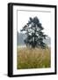 Nature Reserve Wollmatinger of Reeds, Lake of Constance, Baden-Wurttemberg, Germany-Ernst Wrba-Framed Photographic Print