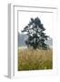 Nature Reserve Wollmatinger of Reeds, Lake of Constance, Baden-Wurttemberg, Germany-Ernst Wrba-Framed Photographic Print